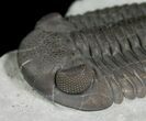 Monster Silica Eldredgeops Trilobite - #5746-5